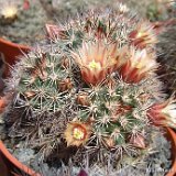 Mammillaria johnstonii v. guaymensis JLcoll.2776.jpg